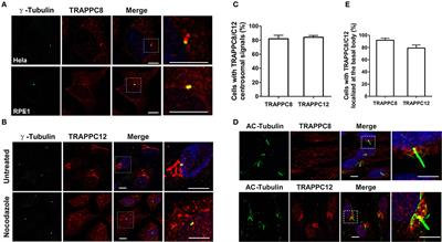 Distinct Roles of TRAPPC8 and TRAPPC12 in Ciliogenesis via Their Interactions With OFD1